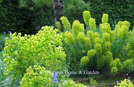 Euphorbia characias forms large clumps from 3 to 5’ high with woody stems.  The blue-green foliage with yellow-green bracts is striking and long-lasting in the garden.