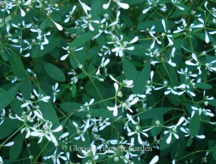 Euphorbia x 'Diamond Frost'