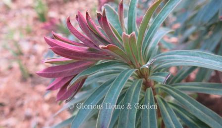 Euphorbia 'Galaxy Glow' is a smaller cultivar than the species.  'Galaxy Glow' has blue-green leaves with new growth flushed pink, red stems, and chartreuse bracts.