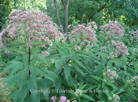 Eutrochium purpureum