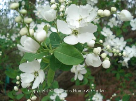 Exochorda racemosa