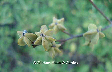 Exochorda racemosa has curious five-lobed seedpods in the fall that resemble star anise.