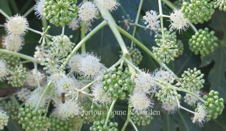 Fatsia japonica in bloom