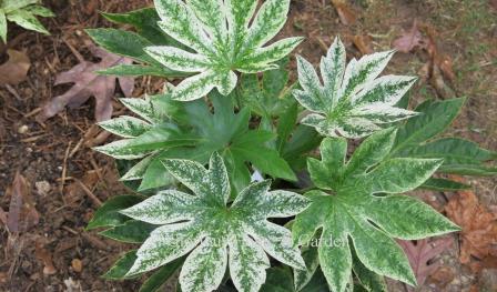 Fatsia japonica 'Spider's Web' has beautiful variegated foliage with an overlay of white speckles over green—strongest on new growth.