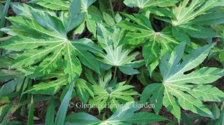 Fatsia japonica 'Variegata' has an irregular pattern of cream, light and dark green over its palmate leaves.