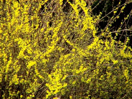 Forsythia x intermedia