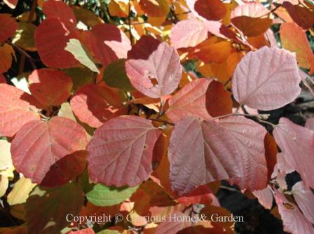 Fothergilla gardenii