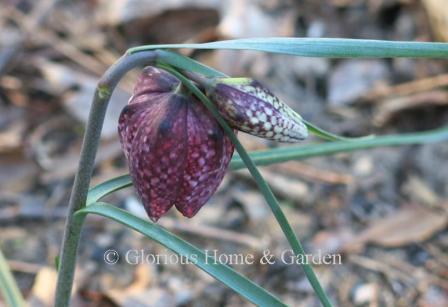 Fritillaria meleagris