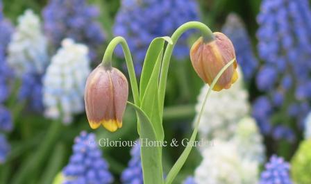 Fritillaria uva-vulpis, fox's grape fritillary, is a very charming little bulb with plum-purple bells edged in yellow.  There are usually two bells per stem rising to 6 to 12”.