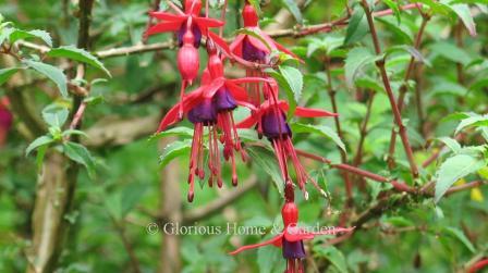 Fuchsia magellanica