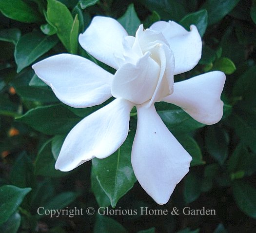 Gardenia jasminoides 'August Beauty'