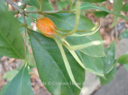 Gardenia jasminoides seed capsule