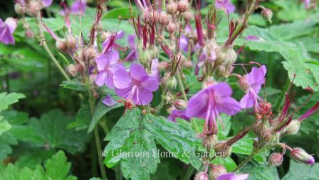 Geranium macrorrhizum has fragrant pinkish-purple flowers and fragrant foliage, too!  Exceptional ground cover.