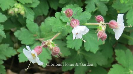 Geranium macrorrhizum ‘Spessart’ has fragrant white flowers from puffy buds that look like pink gooseberries; the foliage is exceptionally fragrant, too!