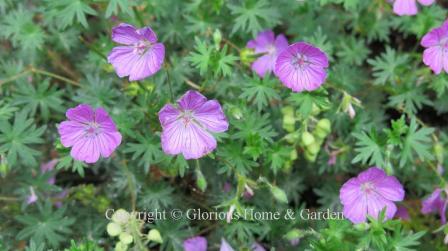 Geranium sanguineum 'John Elsley'