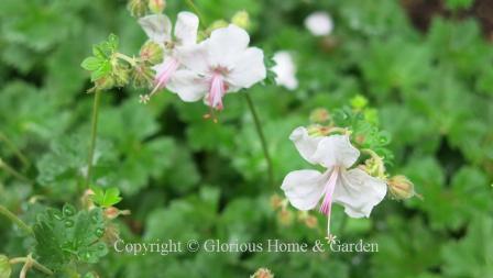 Geranium x cantabrigiense 'Biokovo'