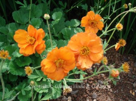 Geum x heidreichii 'Starker's Magnificum'