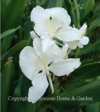 Hedychium coronarium