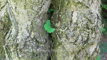 Ginkgo biloba bark