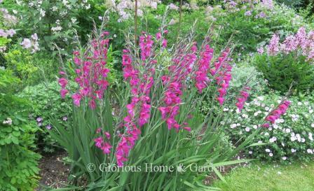 Gladiolus communis ssp. byzantinus 'Cruentus'