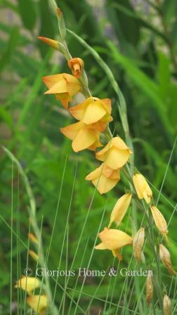 Gladiolus dalenii 'Boone'