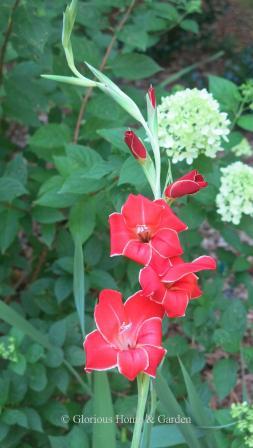 Gladiolus primulinus 'Atom'