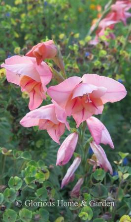 Gladiolus tubergenii 'Charm'