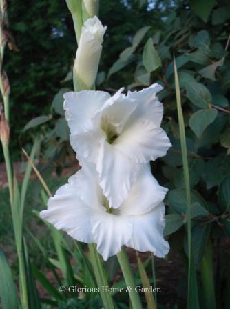 Gladiolus x hortulanus 'White Friendship'