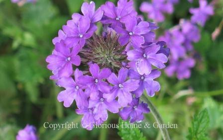 Glandularia canadensis 'Homestead Purple'