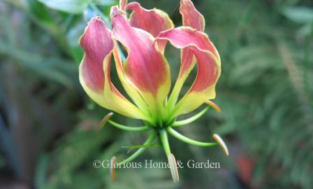 Gloriosa superba 'Rothschildiana'