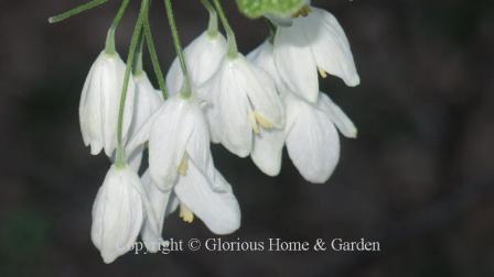 Halesia tetraptera