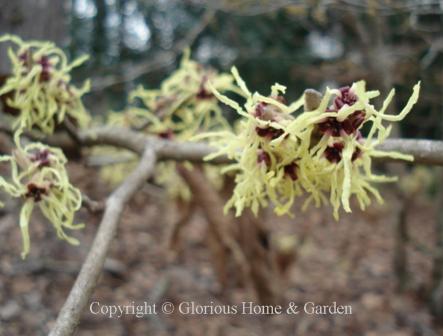 Hamamelis mollis 'Pallida'