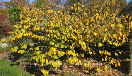 Hamamelis mollis 'Princeton Gold'