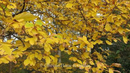 Hamamelis vernalis