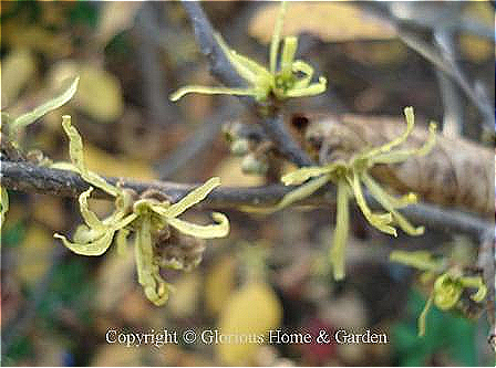 Hamamelis vernalis