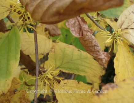 Hamamelis virginiana