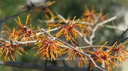 Hamamelis x intermedia 'Aphrodite' has orangey copper-red flowers with thin strappy petals that just glow in the garden.