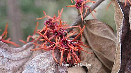 Hamamelis x intermedia 'Diane'