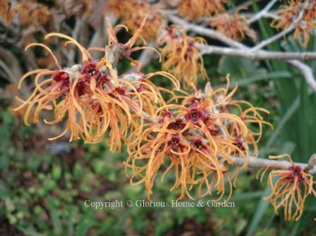 Hamamelis x intermedia 'Jelena'