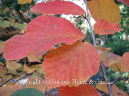 Hamamelis x intermedia 'Jelena' displays beautiful autumn colors of coppery red, orange and gold.