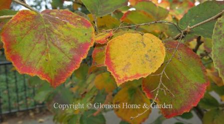 Hamamelis x intermedia 'Luna'