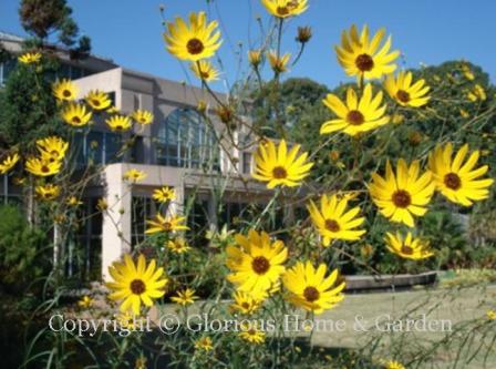 Helianthus salicifolius