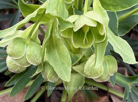 Helleborus foetidus