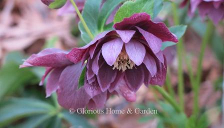 Helleborus x hybridus Winter Jewels®  'Amethyst Gem' has beautiful double purple flowers with a lighter edge.