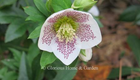 H. x hybridus HGC® Spring Promise® ‘Conny’ has a pure white single bloom speckled inside with purple.