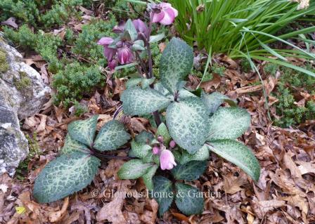 Helleborus x iburgensis 'Dorothy's Dawn' has beautiful silver and green mottled variegated leaves.and pink flowers in late winter into spring.
