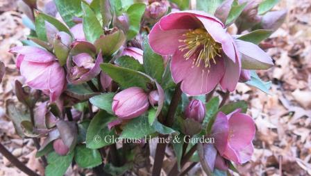 Helleborus x iburgensis Frostkiss® 'Pippa's Purple'