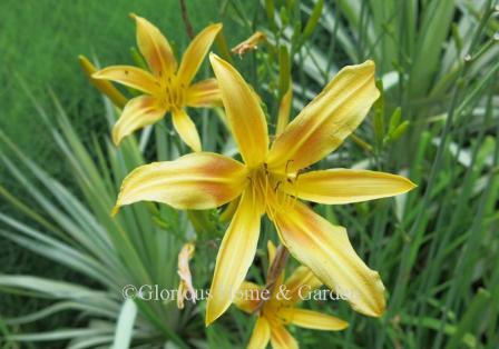 Hemerocallis x 'Autumn Minaret' is a very tall cultivar (to 66”), and the orange-yellow, narrow-petaled flowers with darker eye zone blooms from mid-summer into fall.