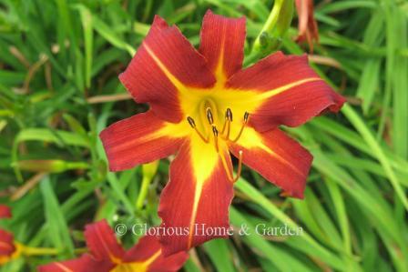 Hemerocallis 'Autumn Red'