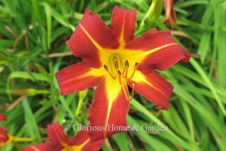 Hemerocallis 'Autumn Red' is a bright red with rippled petal edges and a yellow heart with radiating yellow ribs down the center of each petal and sepal.